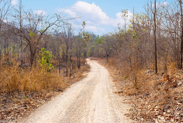 Dirt road along trees in forest