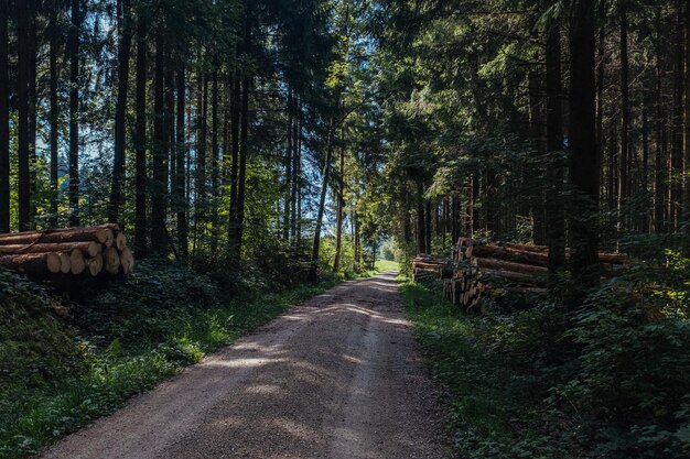 Photo dirt road along trees in forest