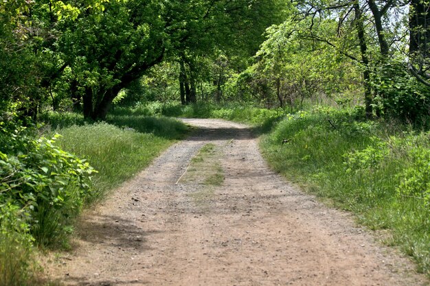 Dirt road along trees in forest