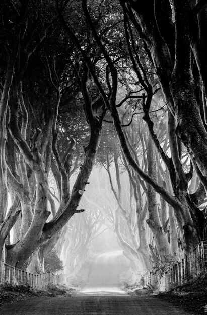 Photo dirt road along trees in forest