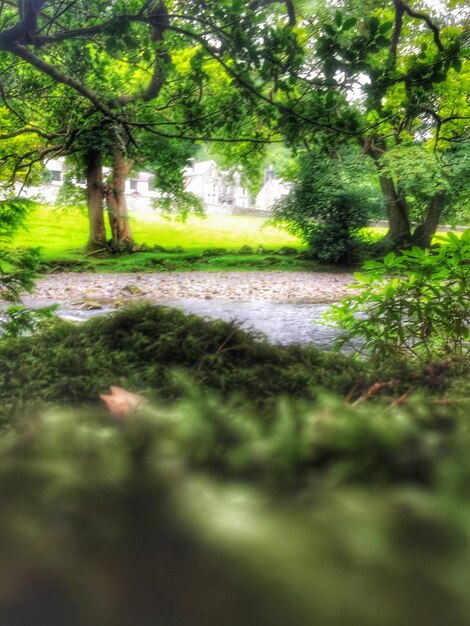 Dirt road along trees