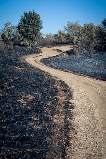 Foto strada di terra in mezzo alla cenere nella foresta contro un cielo blu limpido