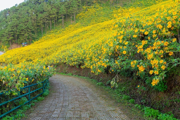 Foto strada di terra in mezzo al campo