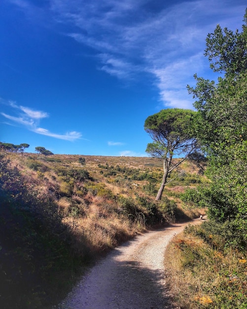 Dirt road amidst green landscape against sky