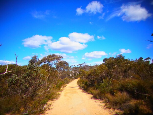 Dirt road amidst plants against blue sky