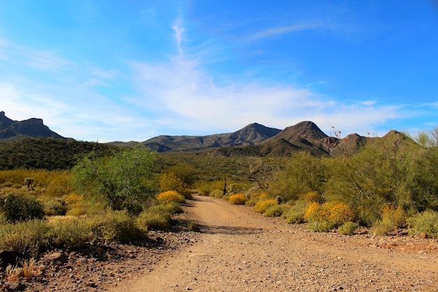 dirt road amidst plants leading towards mountains