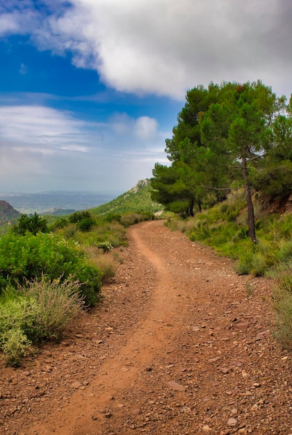 Foto strada di terra in mezzo a piante e alberi contro il cielo