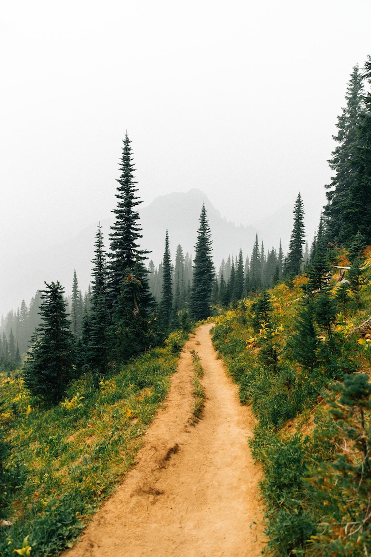 Photo dirt road amidst trees against clear sky