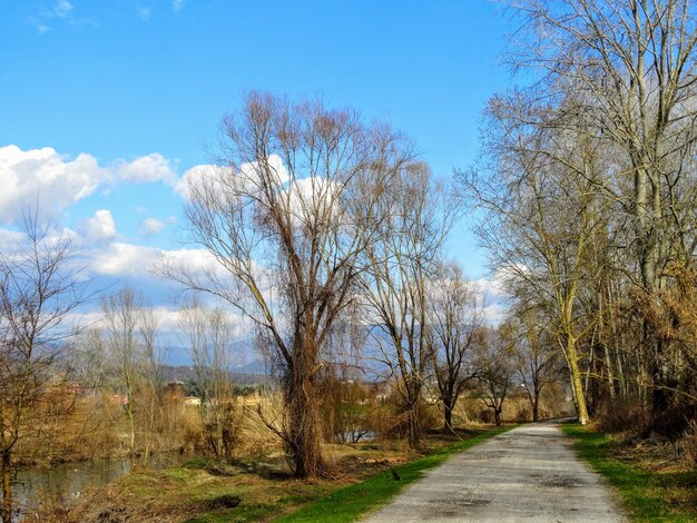 Dirt road amidst trees against sky