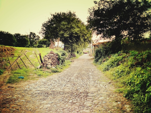 Foto strada di terra in mezzo agli alberi contro il cielo