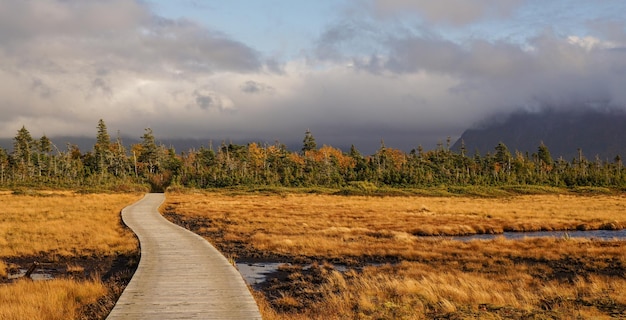 Photo dirt road amidst trees on field against sky