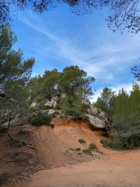 Dirt road amidst trees on field against sky