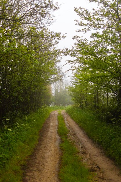 Dirt road amidst trees in forest