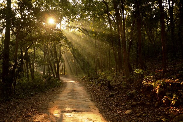 Dirt road amidst trees in forest