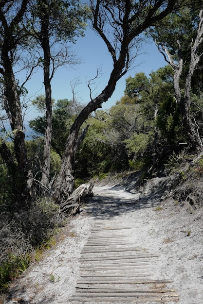 Photo dirt road amidst trees in forest