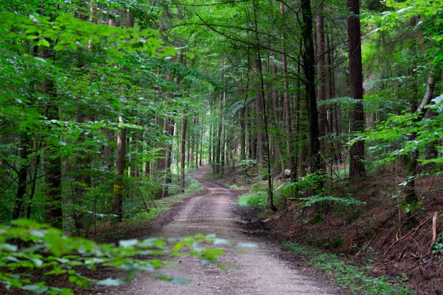 Dirt road amidst trees in forest