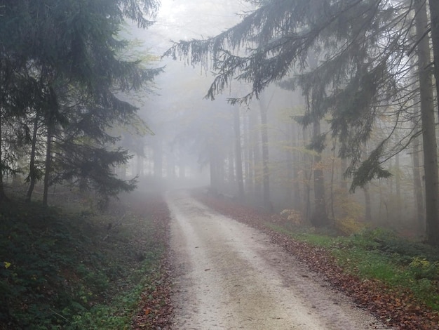 Dirt road amidst trees in forest