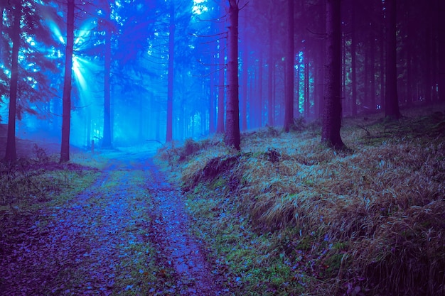 Dirt road amidst trees in forest