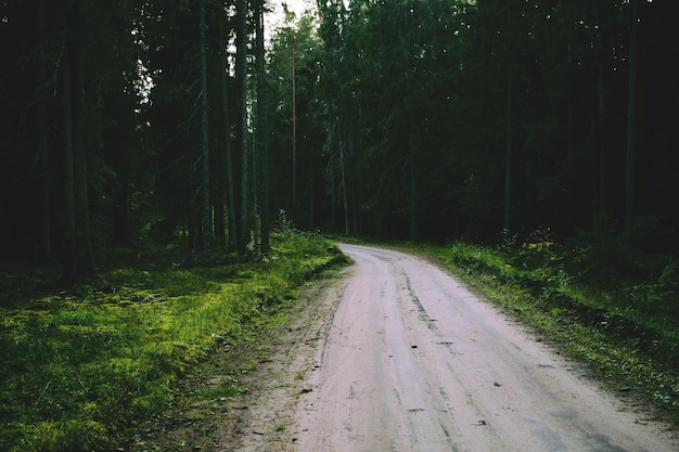 Photo dirt road amidst trees in forest