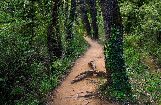 Dirt road amidst trees in forest