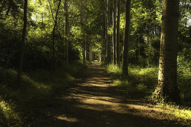 Photo dirt road amidst trees in forest