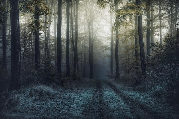 Photo dirt road amidst trees in forest