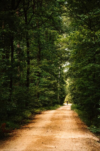 Foto strada di terra in mezzo agli alberi della foresta