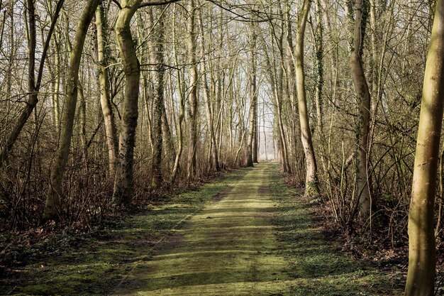 Photo dirt road amidst trees in forest