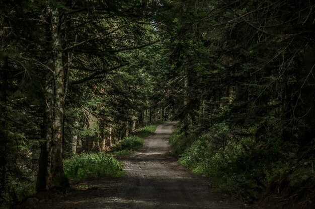 写真 森の木の間にある泥道