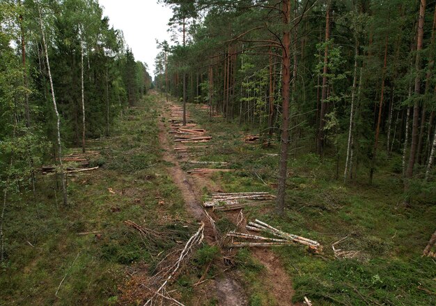 Фото Грязная дорога среди деревьев в лесу