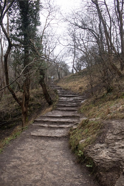 Foto strada di terra in mezzo agli alberi