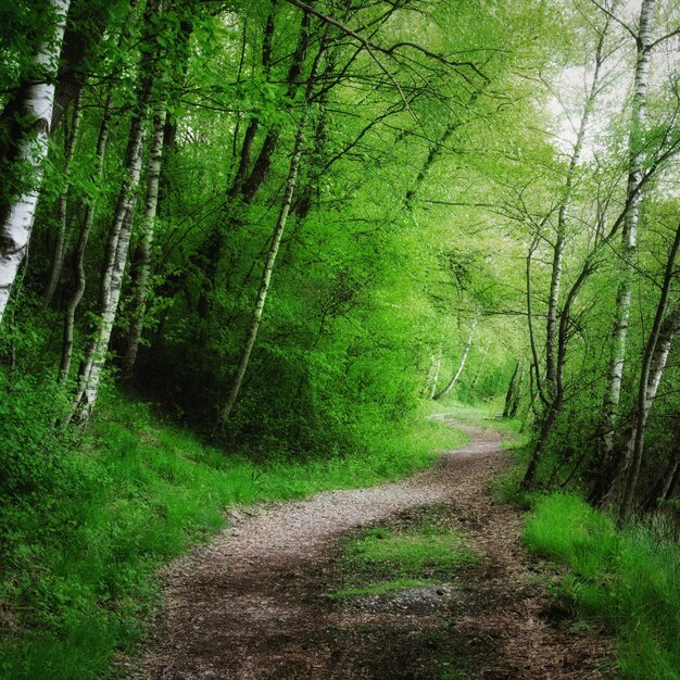 Dirt road amidst trees