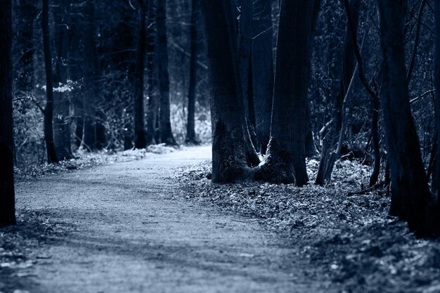 Dirt road amidst trees