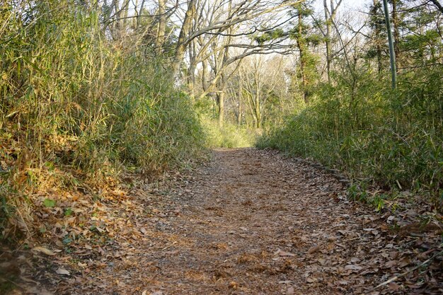 Photo dirt road amidst trees