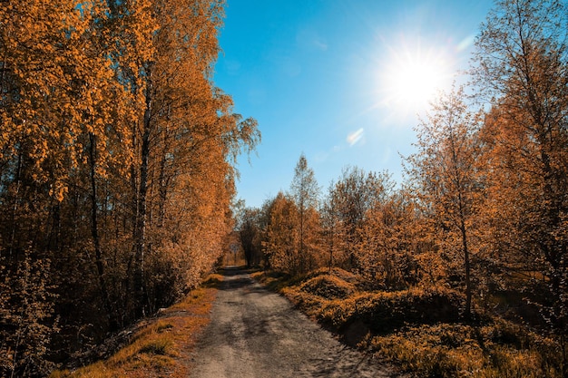 Dirt road in autumn forest on sunny day