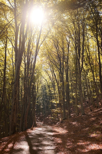 Strada sterrata nella foresta gialla autunnale