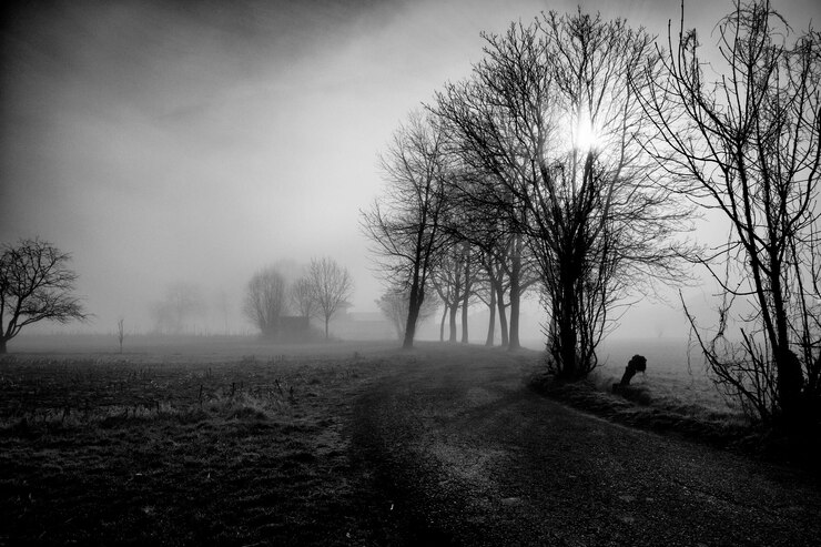Photo dirt road by bare trees at field during winter