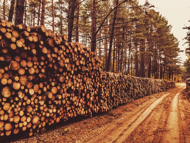 Foto strada di terra vicino a pile di legna da ardere in foresta