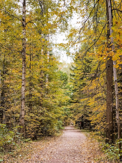 사진 녹색과 노란색 잎이 있는 나무 사이 가을 공원의 낙엽으로 덮인 비포장 도로