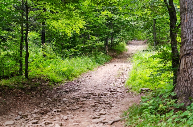 Dirt road in deciduous forest on sunny summer day