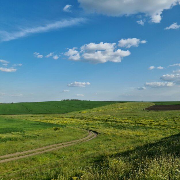 A dirt road in a field with a blue sky and clouds