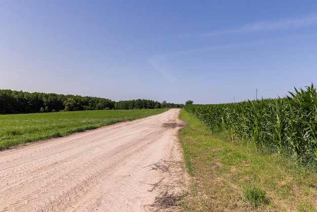 Dirt road in the field