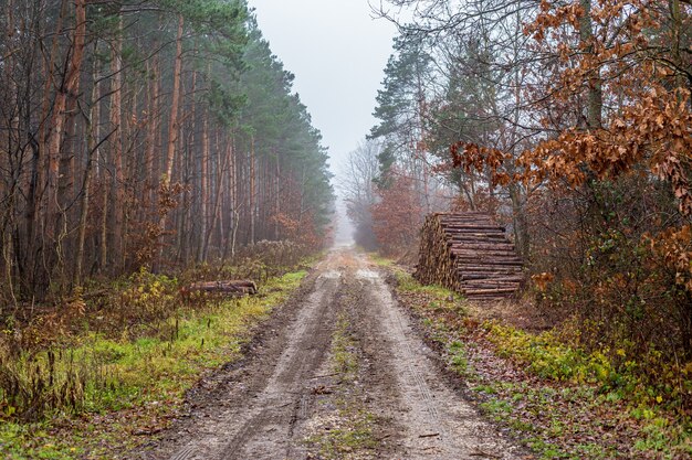 Dirt road in the foggy forest in late autumn