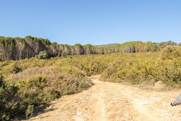 Dirt road in the forest on a sunny day