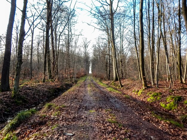 森の中の未舗装の道路で、頂上に通じる道があります。