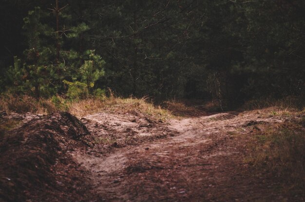 Photo dirt road in forest