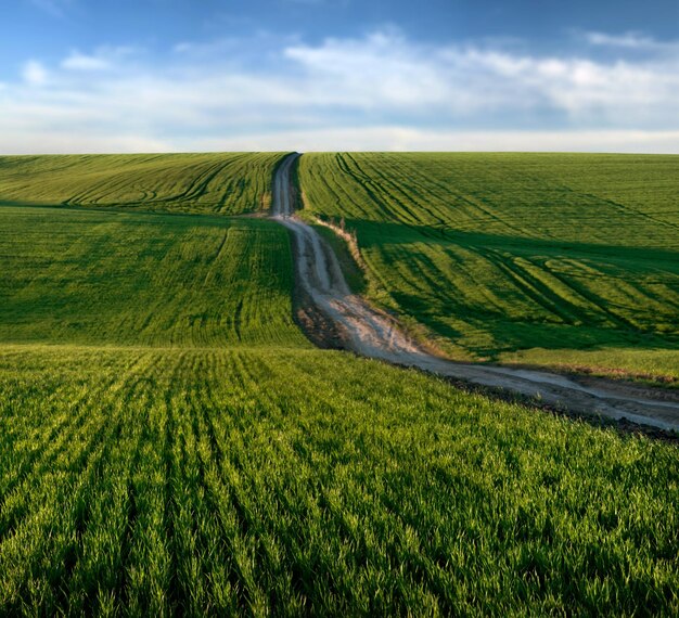 丘の風景の波の緑のフィールドの未舗装の道路