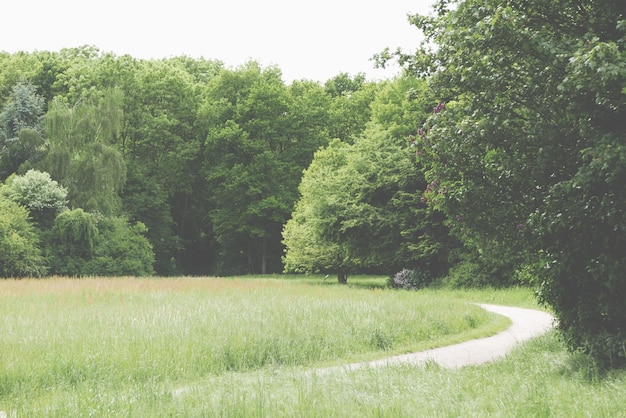 Photo dirt road in green landscape with trees