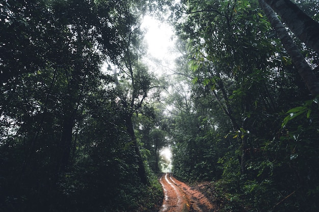 Грунтовая дорога в лес Темно-зеленое дерево Туман после дождя