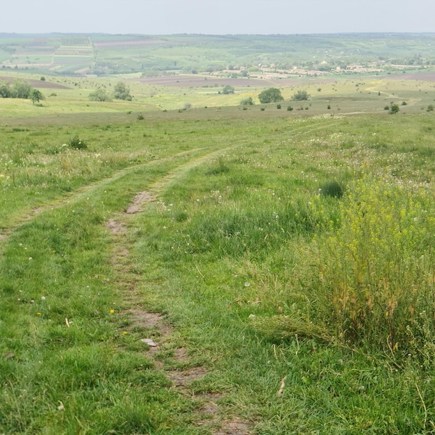 A dirt road is in a field with a field in the background.